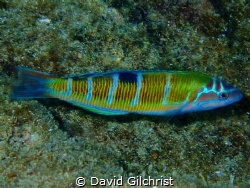 A rainbow Wrasse swimming in the waters of an small isle ... by David Gilchrist 